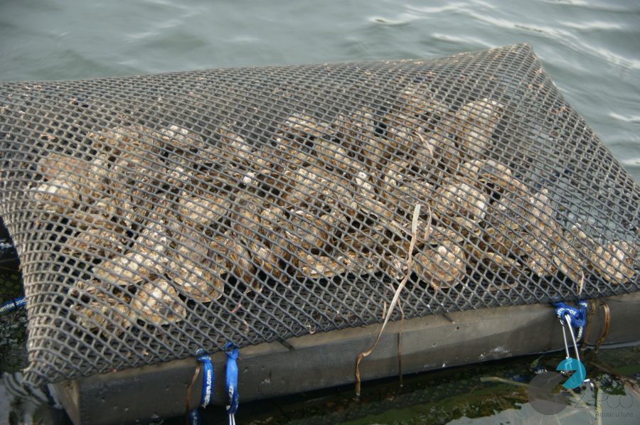 Zapco Long Line Floating Mesh Bags in the Water - Zapco Aquaculture Oyster  Farming Equipment