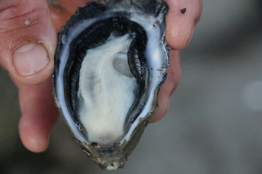 anatomy of the oyster